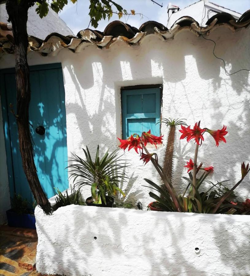 Casa Caballito De Mar Boutique B&BBédar エクステリア 写真